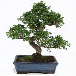 Arborele Bonsai mix, H 30 cm