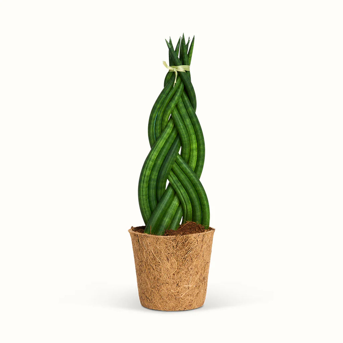 Planta Sansevieria