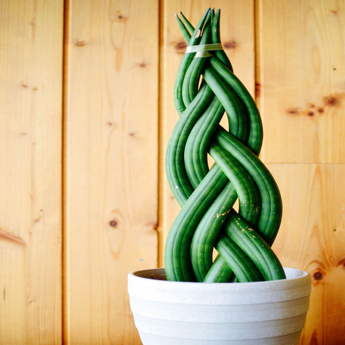 Planta Sansevieria Cylindrica, Dixiestore, 24 cm - imagine 4
