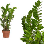 Zamioculcas