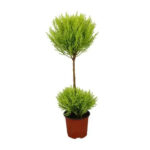 Cupressus