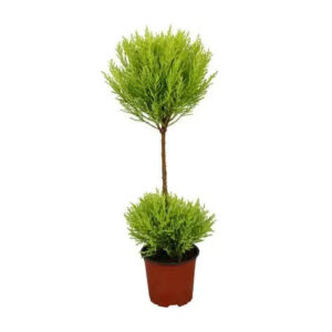 Cupressus