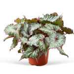 Begonia rex