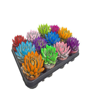 Echeveria