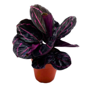 Calathea roseopicta