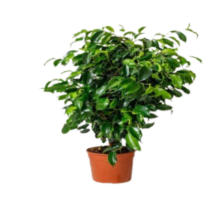 Planta Ficus