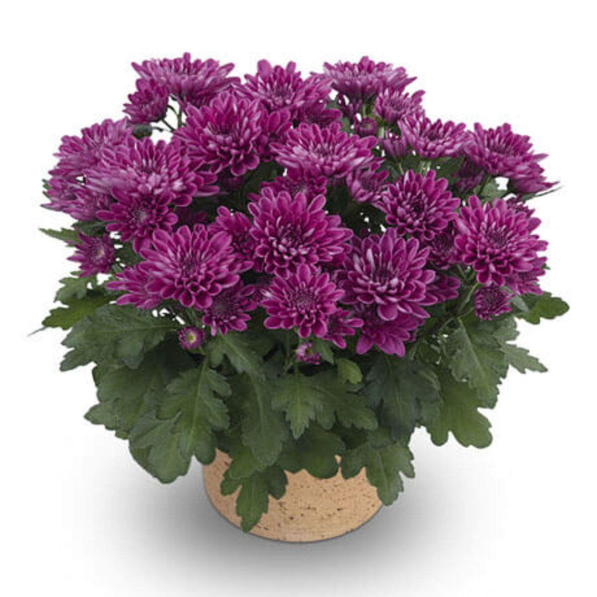 Chrysanthemum Serafina mix, H 40 cm - imagine 5