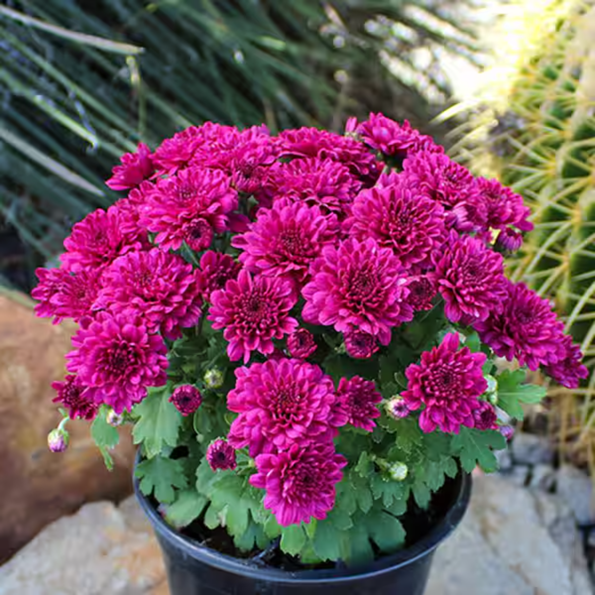 Chrysanthemum Serafina mix, H 40 cm - imagine 2