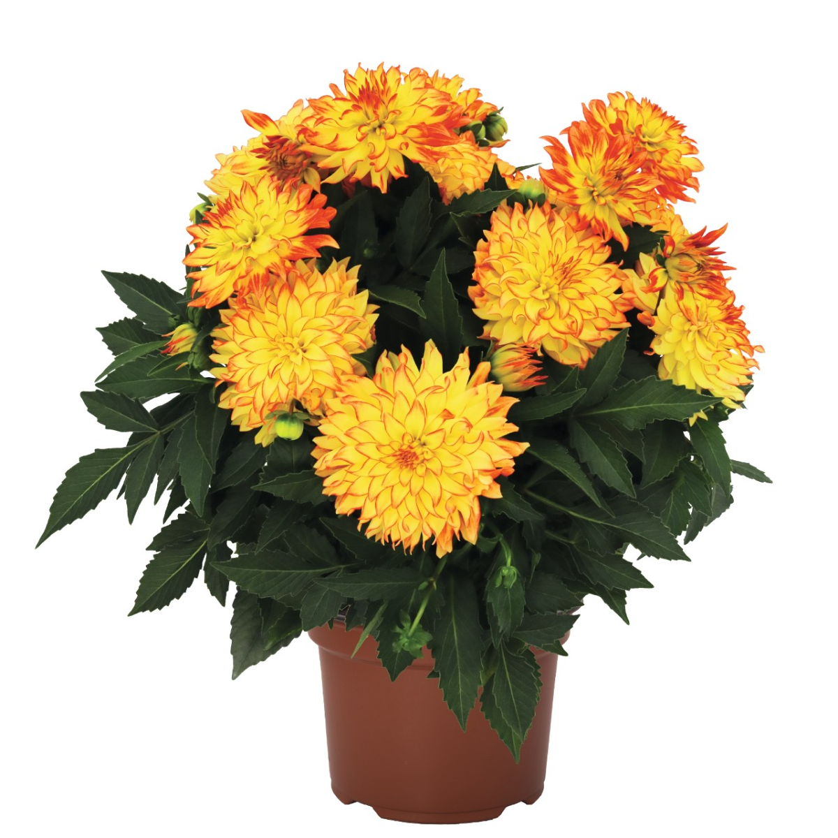 Chrysanthemum Serafina mix, H 40 cm - imagine 3