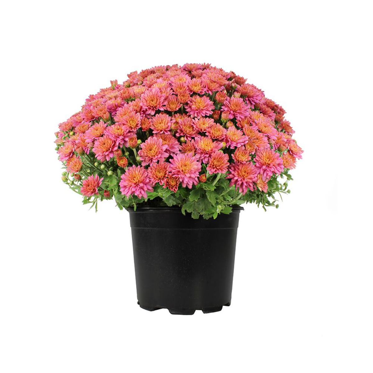 Chrysanthemum Serafina mix, H 40 cm - imagine 4