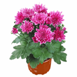 Chrysanthemum Serafina