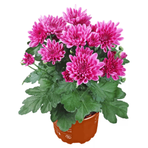Chrysanthemum Serafina