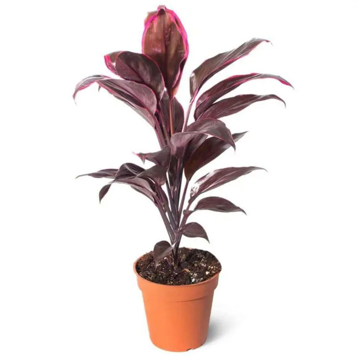 Planta Cordylin