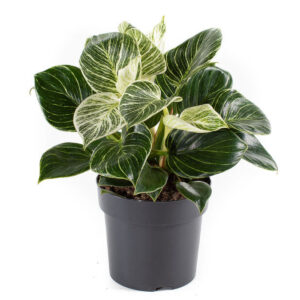 Philodendron