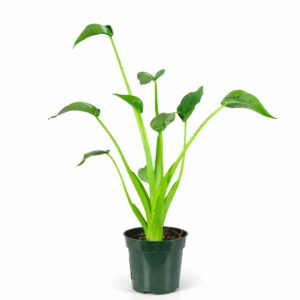 Planta Alocasia