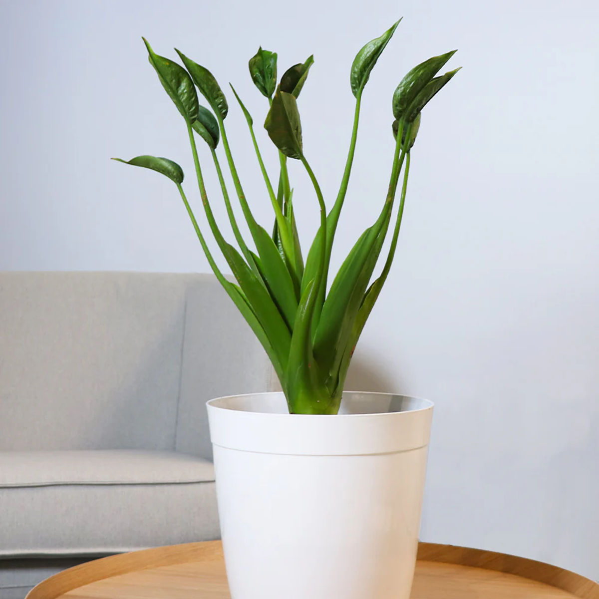 Planta Alocasia tiny dancer, H 40-45 cm - imagine 3