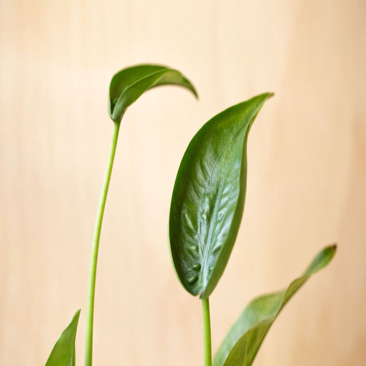 Planta Alocasia tiny dancer, H 40-45 cm - imagine 5