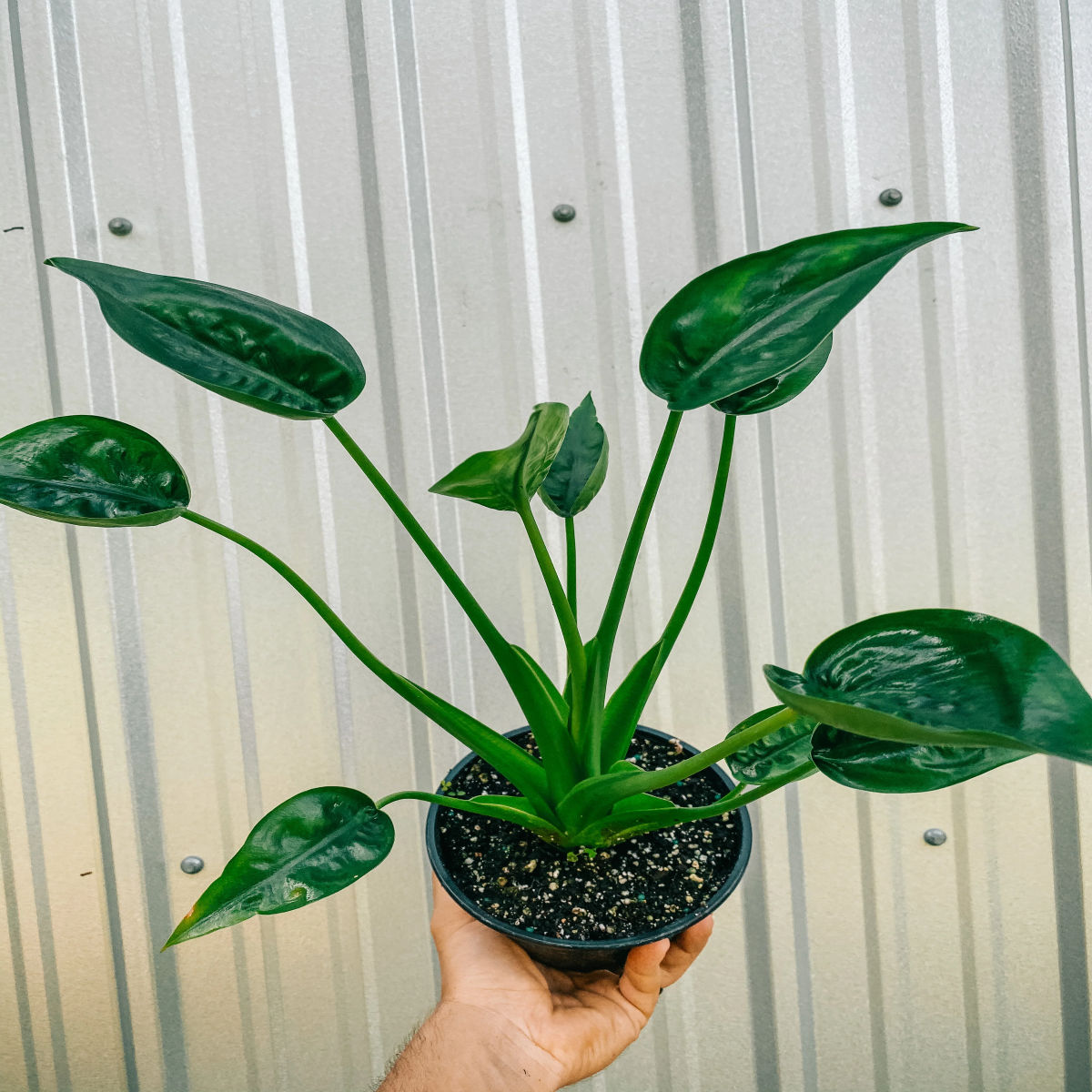 Planta Alocasia tiny dancer, H 40-45 cm - imagine 4