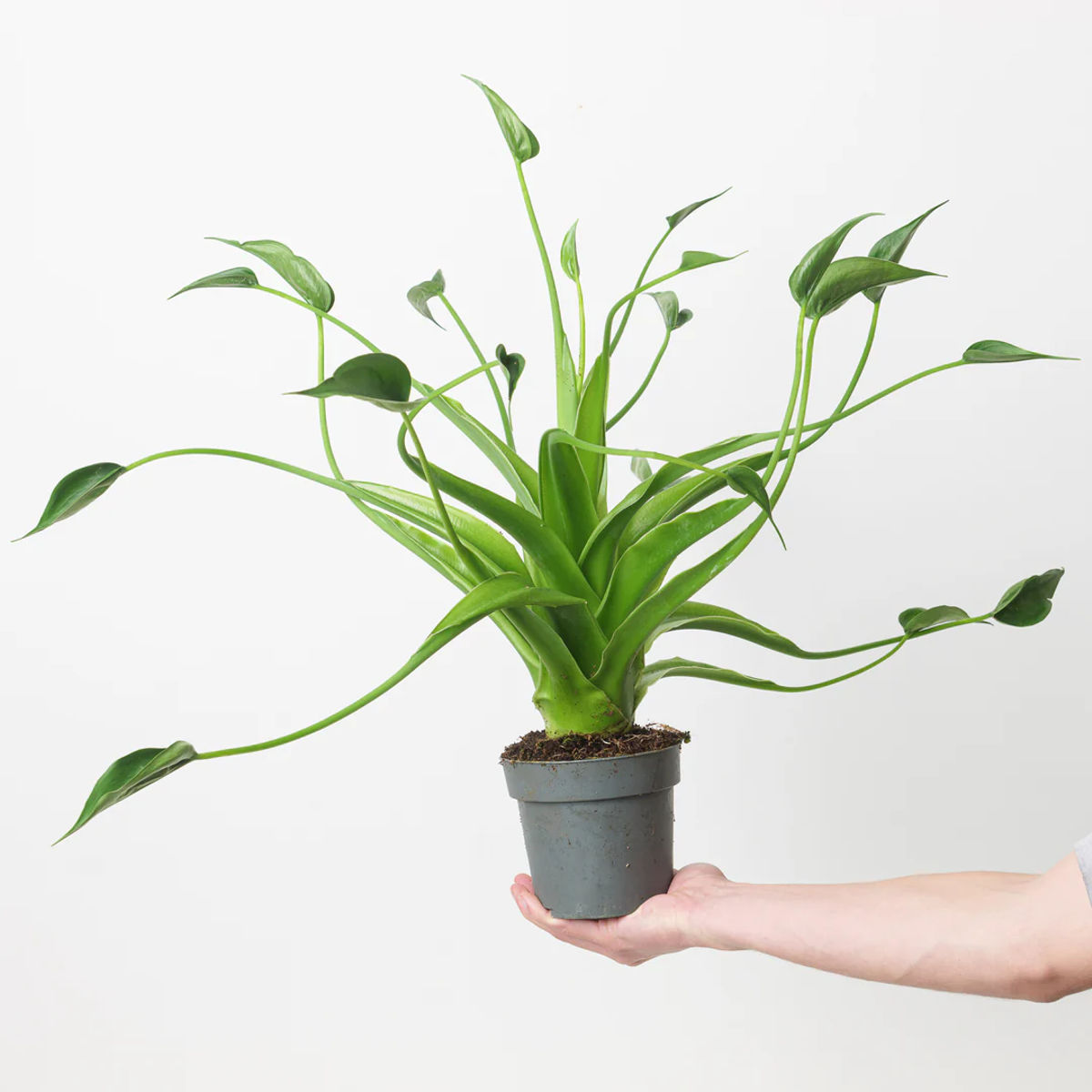 Planta Alocasia tiny dancer, H 40-45 cm - imagine 2