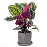 Calathea