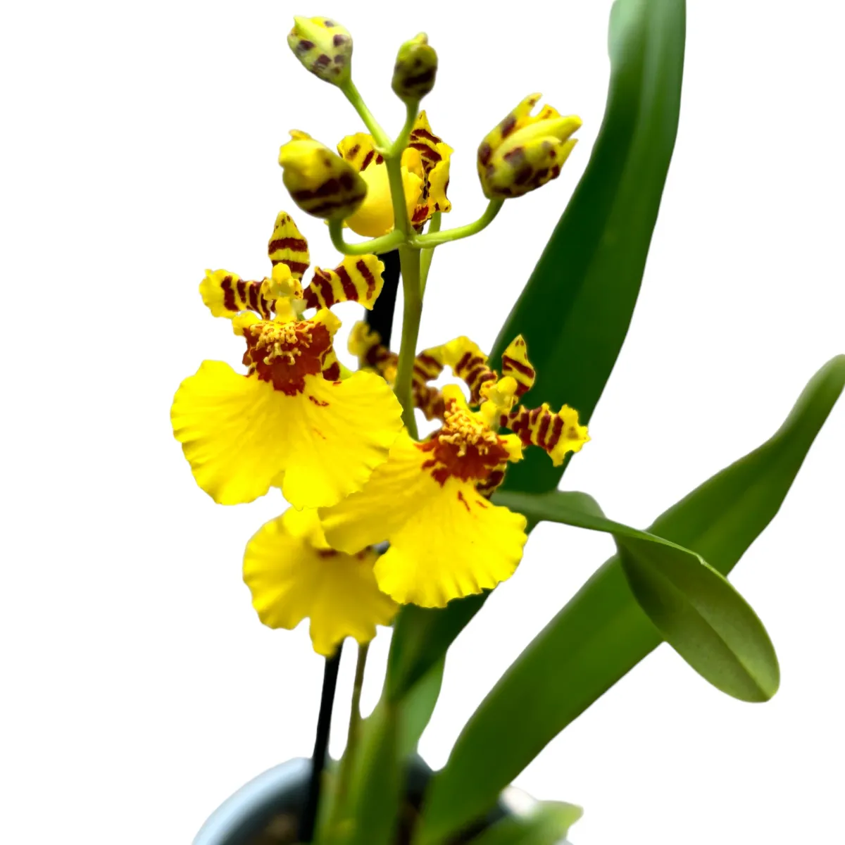 Orhidee Burrageara Barocco galben, planta in ghiveci 50 cm - imagine 5