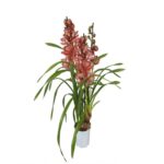 Cymbidium