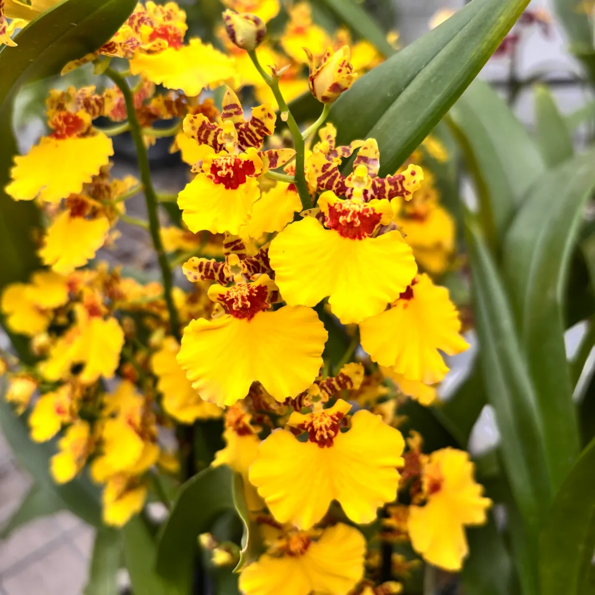 Orhidee Burrageara Barocco galben, planta in ghiveci 50 cm - imagine 4