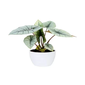 Alocasia