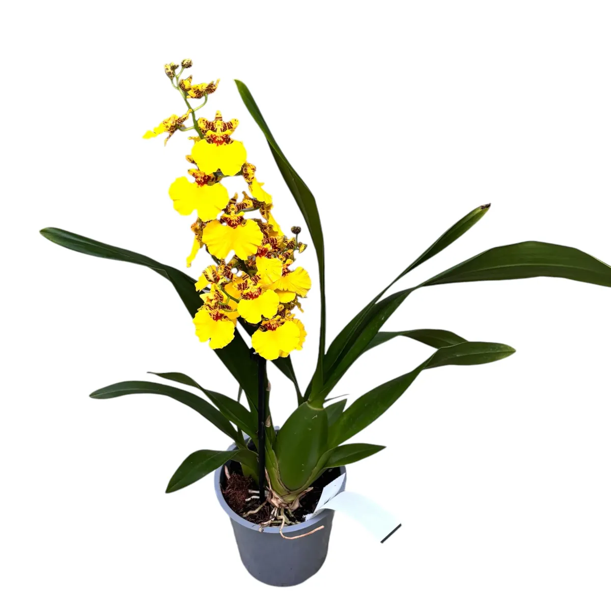 Orhidee Burrageara Barocco galben, planta in ghiveci 50 cm - imagine 3