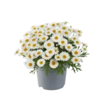 Planta Argyranthemum