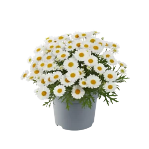 Planta Argyranthemum
