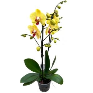 Phalaenopsis