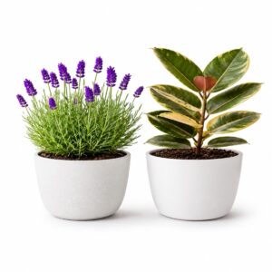 Lavanda