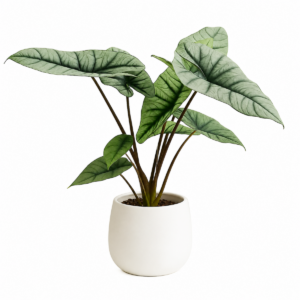 Alocasia