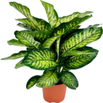 Dieffenbachia