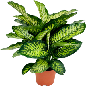 Dieffenbachia