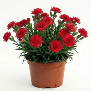 Planta Dianthus