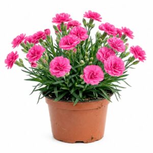 Planta