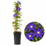 Clematis