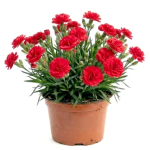 Planta Dianthus oscar mix, H 20 cm