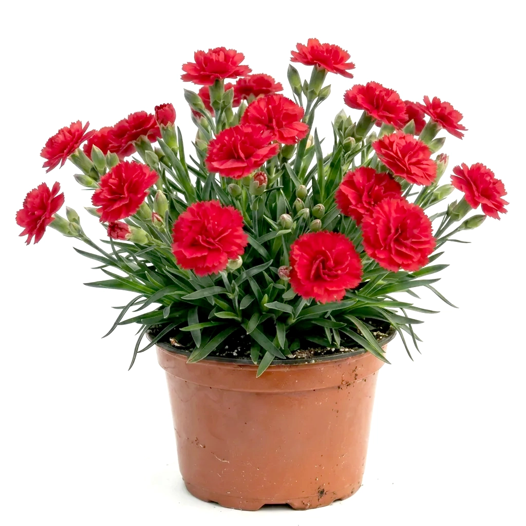 Planta Dianthus oscar mix, H 20 cm