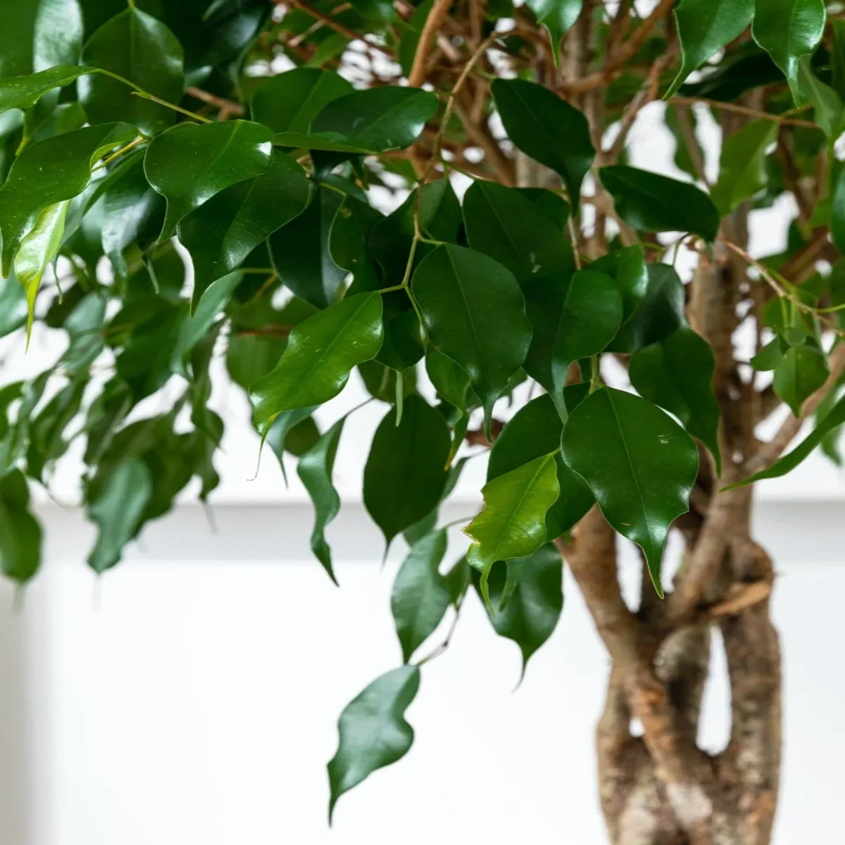Ficus Benja Shape Exotic, H 100-120 cm - imagine 3