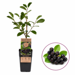 Aronia