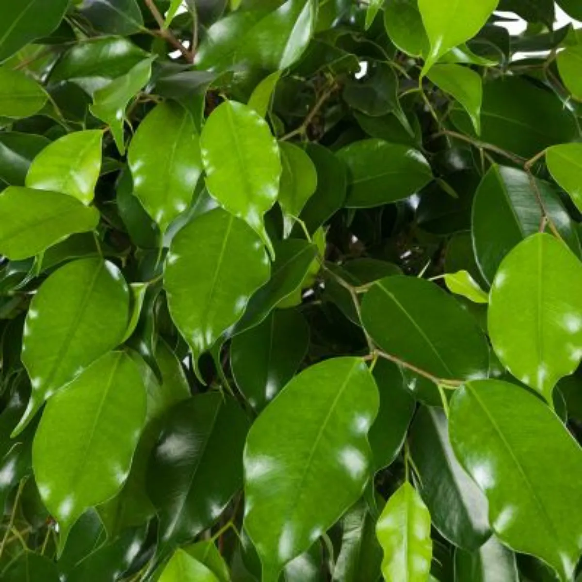Ficus Benja Shape Exotic, H 100-120 cm - imagine 2