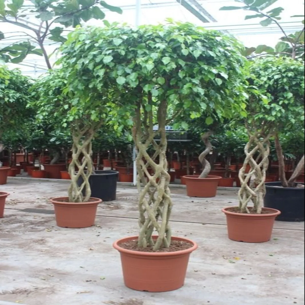 Ficus Benja Shape Exotic, H 100-120 cm - imagine 4