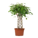 Ficus