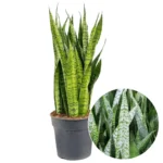 Planta