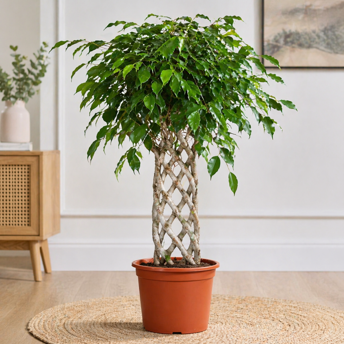 Ficus Benja Shape Exotic, H 100-120 cm - imagine 5