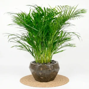 Palmier Dypsis Lutescens, Plantă de Interior, H 110–120 cm