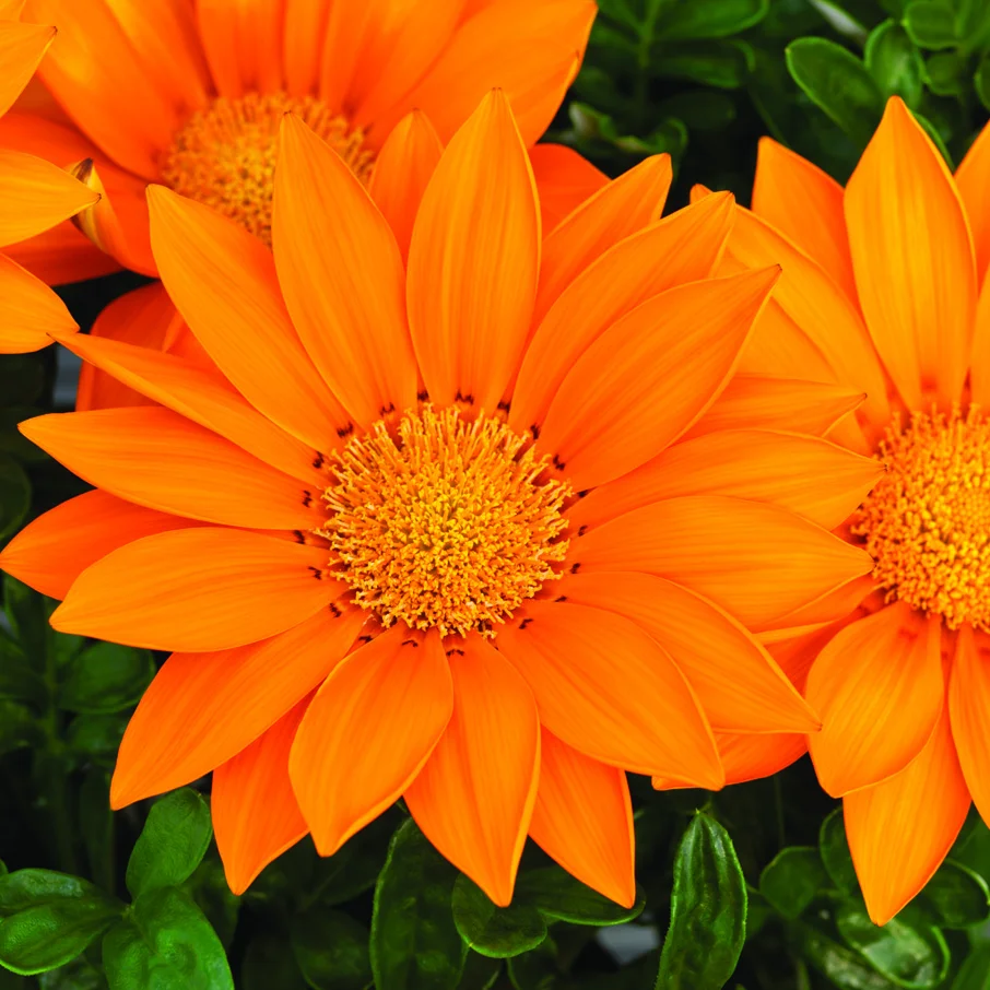 Planta naturala Gazania, H 30 cm - imagine 2